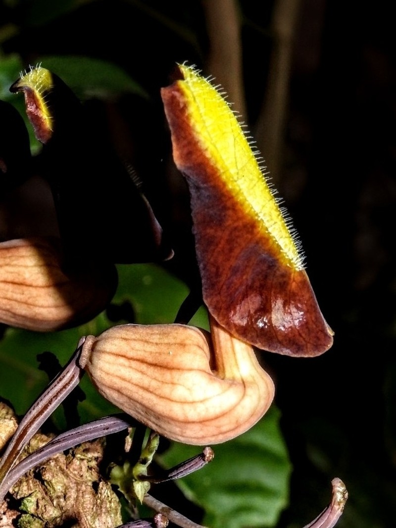 Aristolochia putumayensis