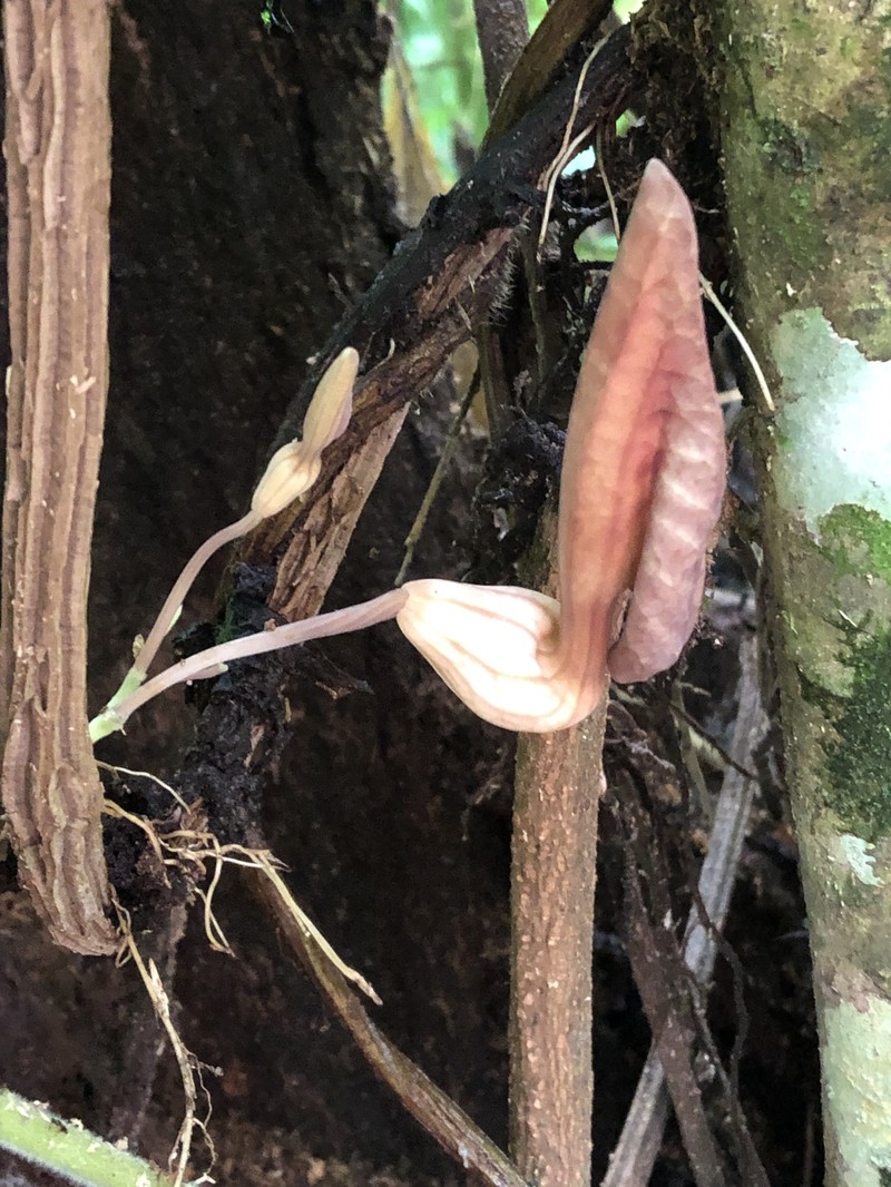 Aristolochia putumayensis photo 3