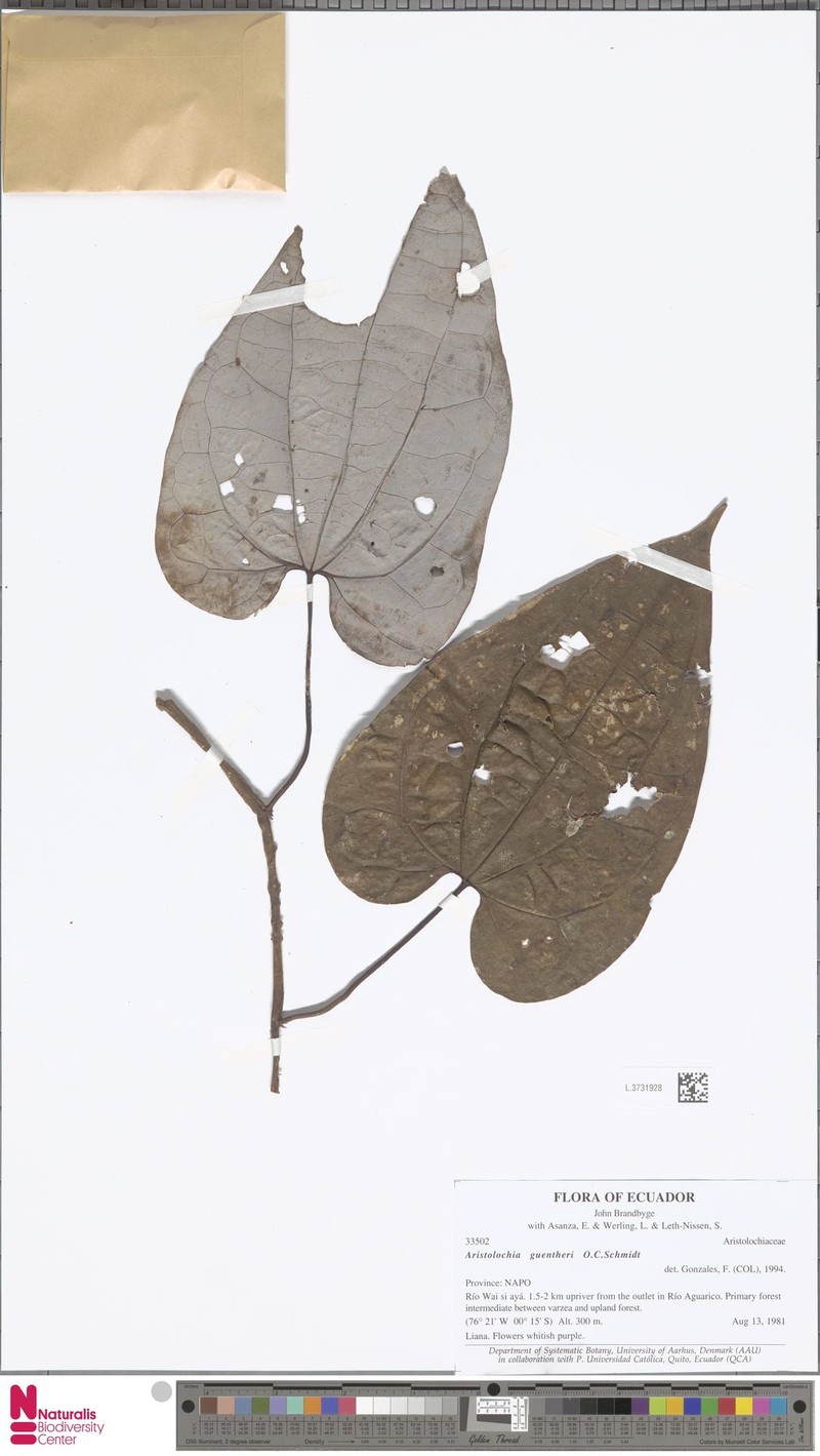 Aristolochia putumayensis photo 5