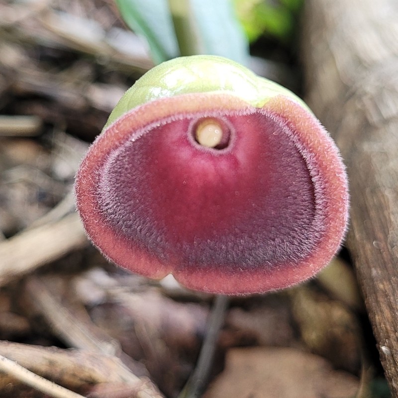Aristolochia pyriflora