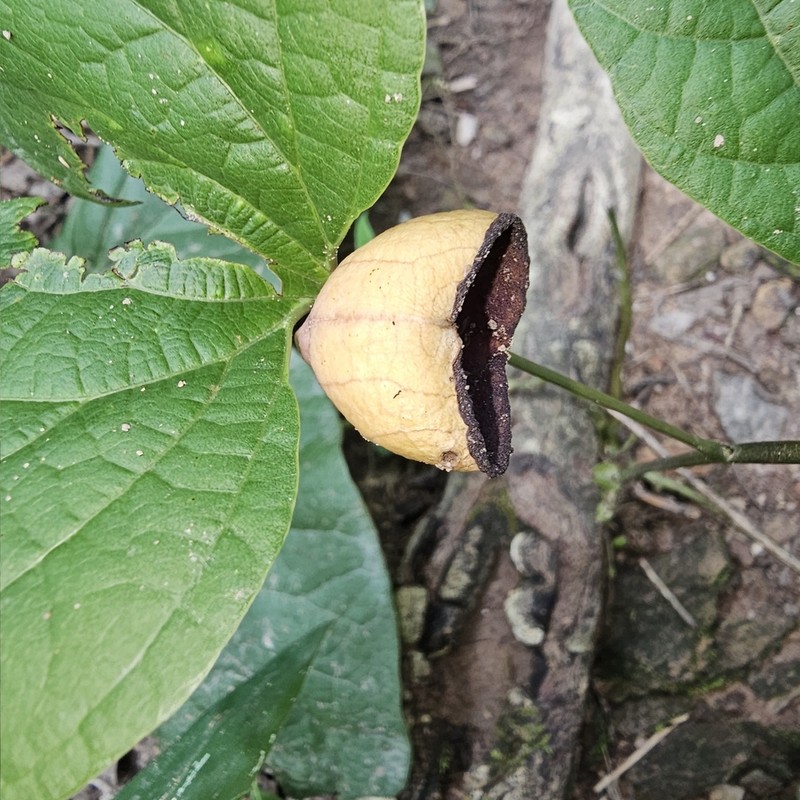 Aristolochia pyriflora photo 2