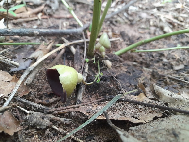 Aristolochia pyriflora photo 5