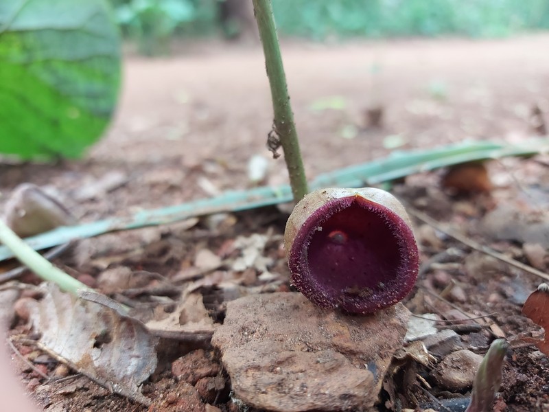 Aristolochia pyriflora photo 6