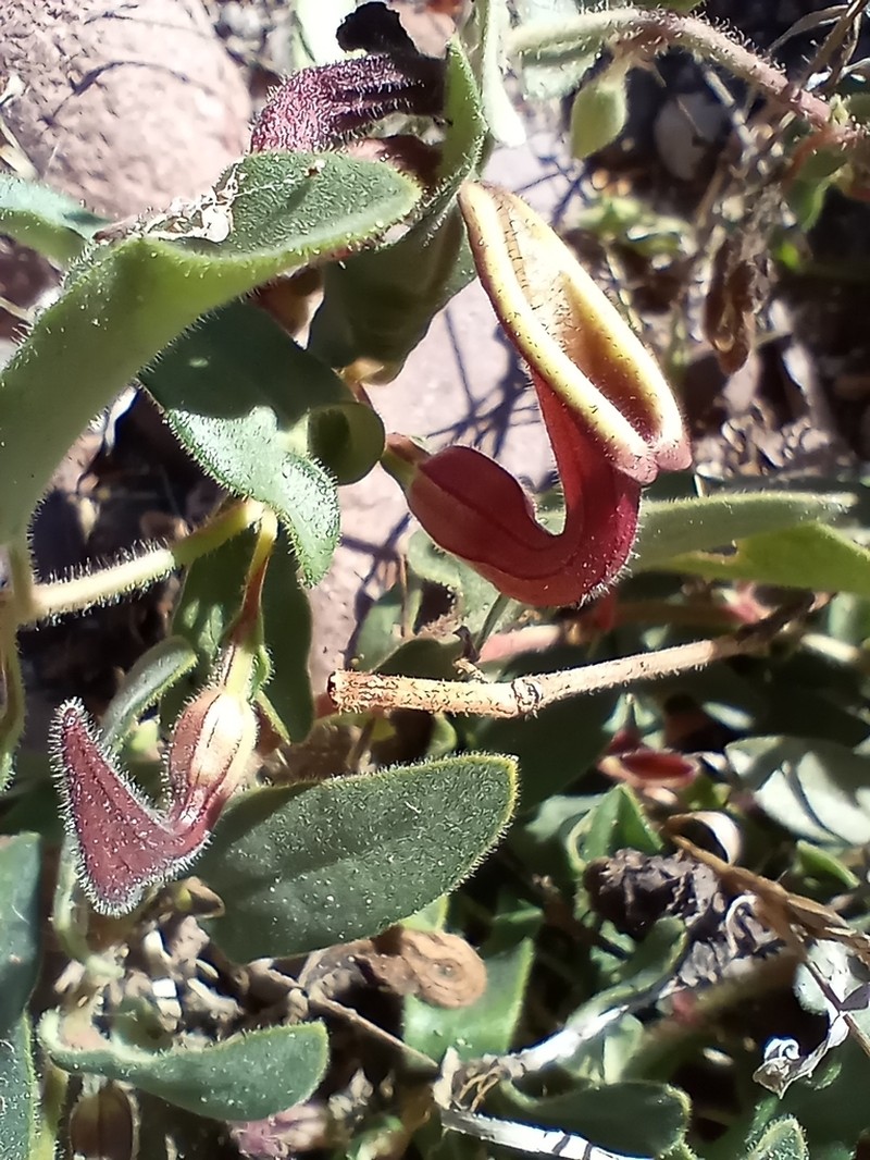 Aristolochia quercetorum