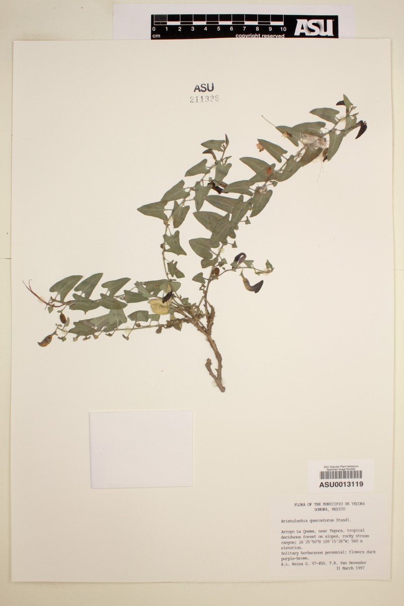 Aristolochia quercetorum photo 2