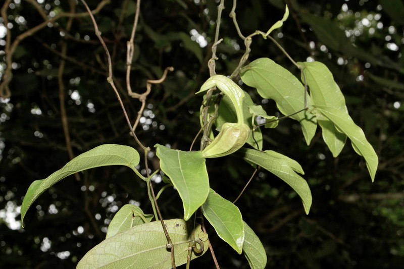 Aristolochia quiricoana