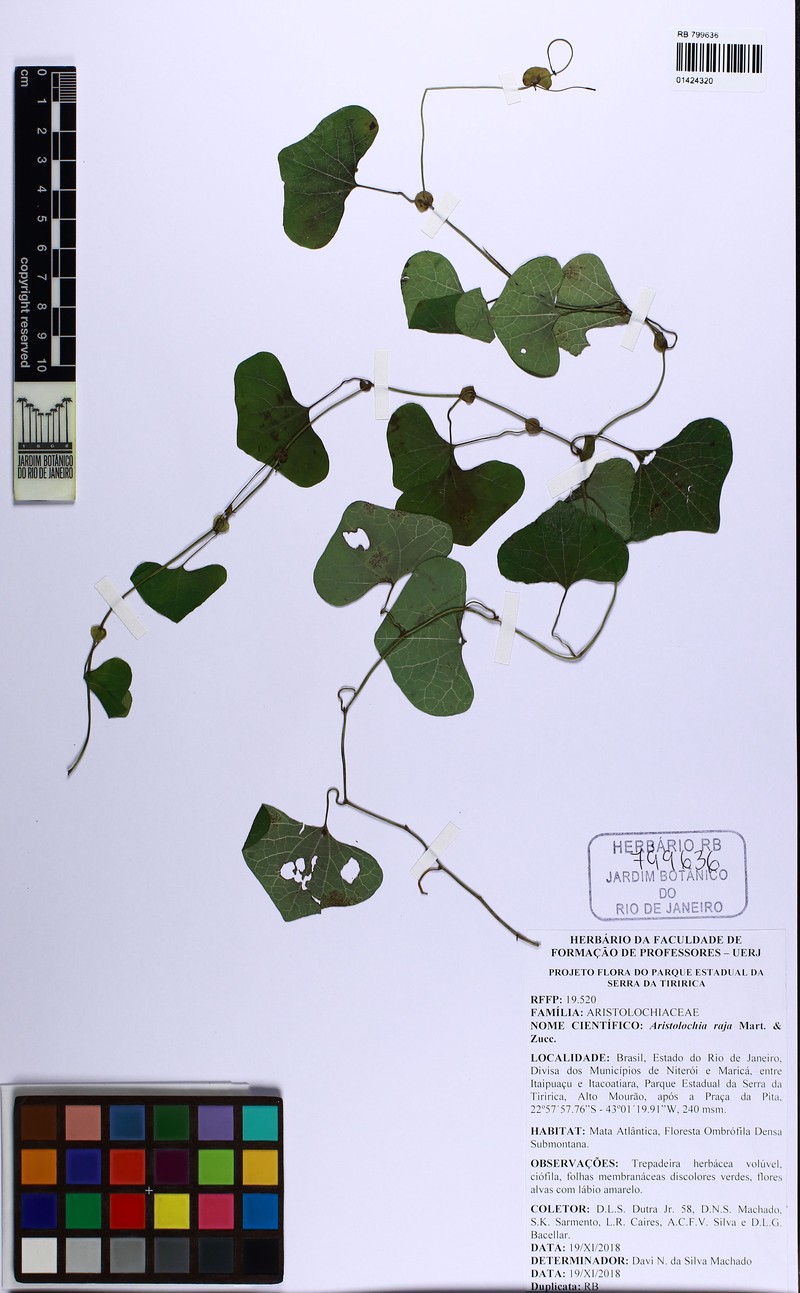 Aristolochia raja