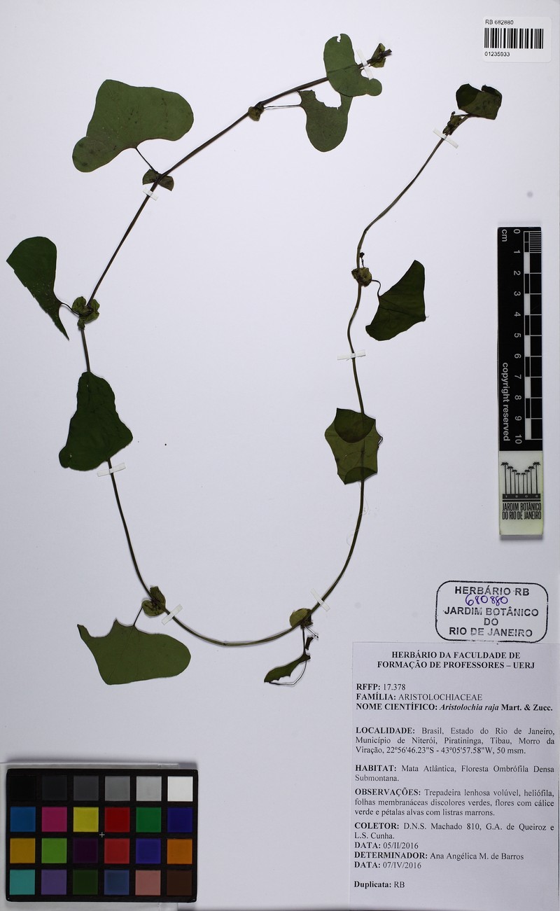 Aristolochia raja photo 2