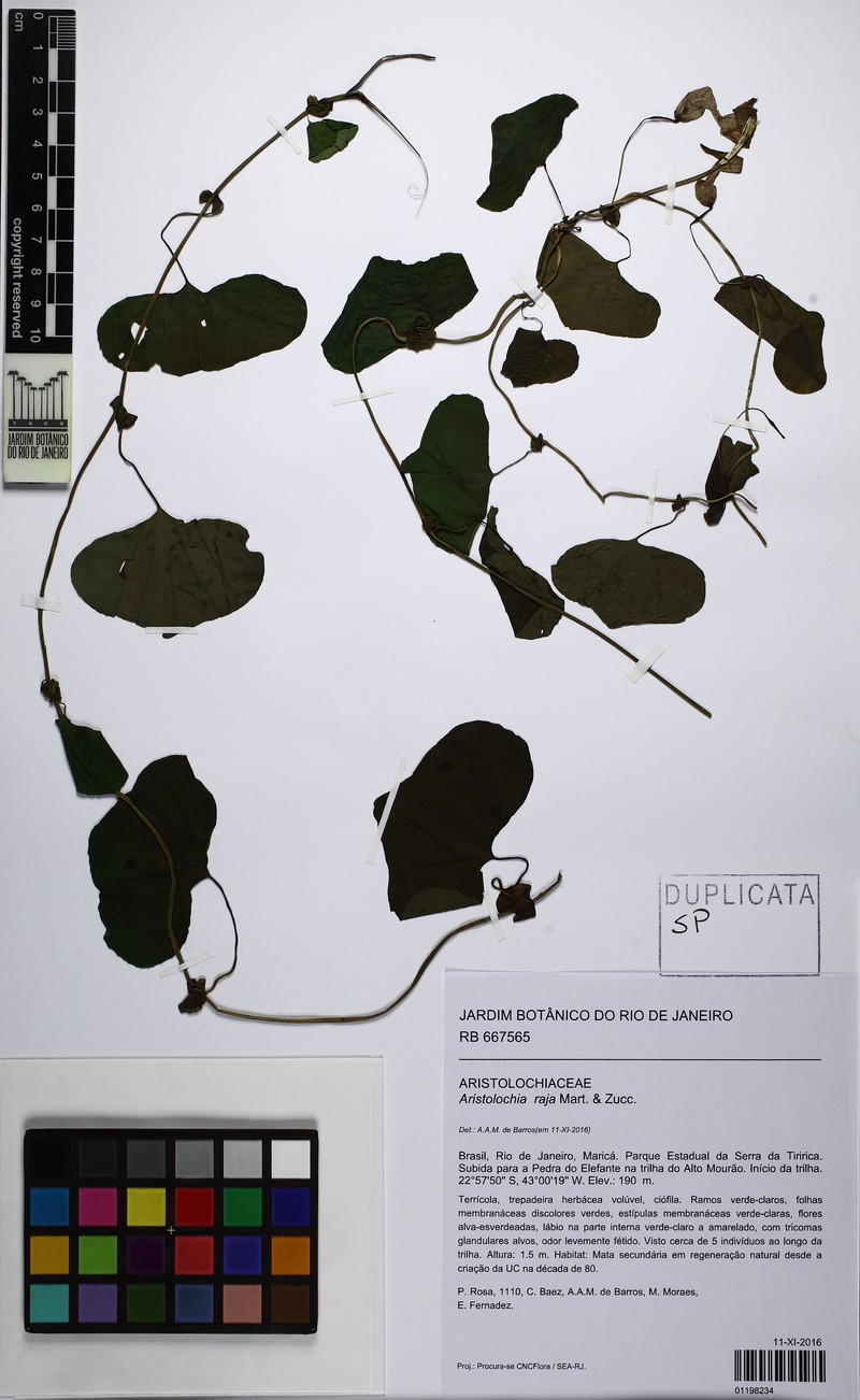 Aristolochia raja photo 3