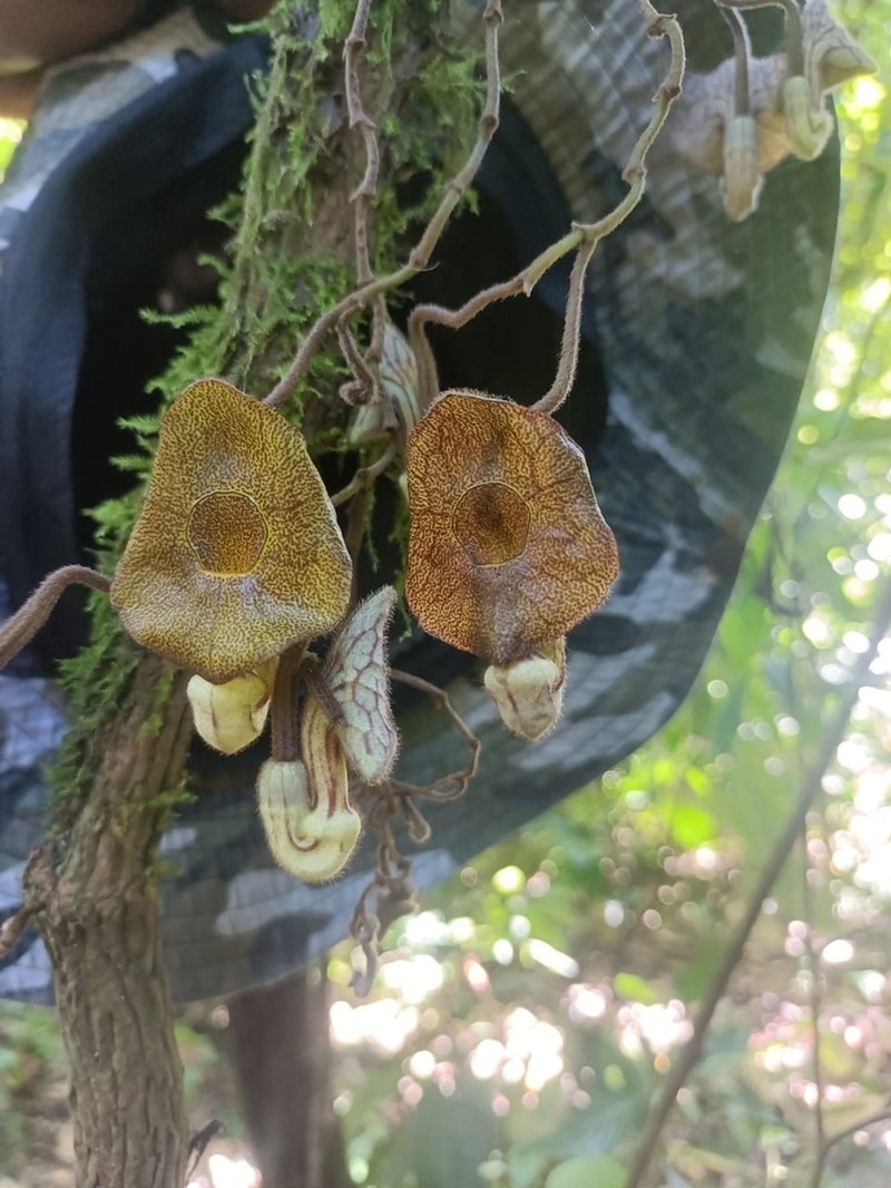 Aristolochia rethyae