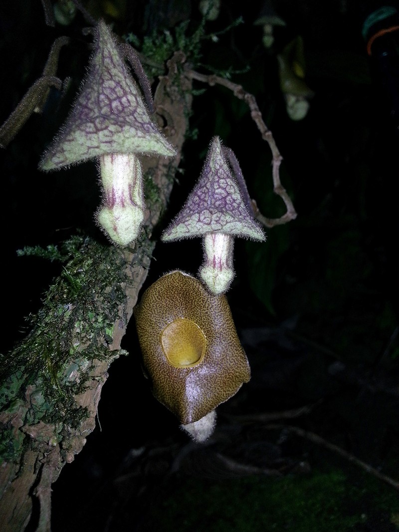 Aristolochia rethyae photo 2