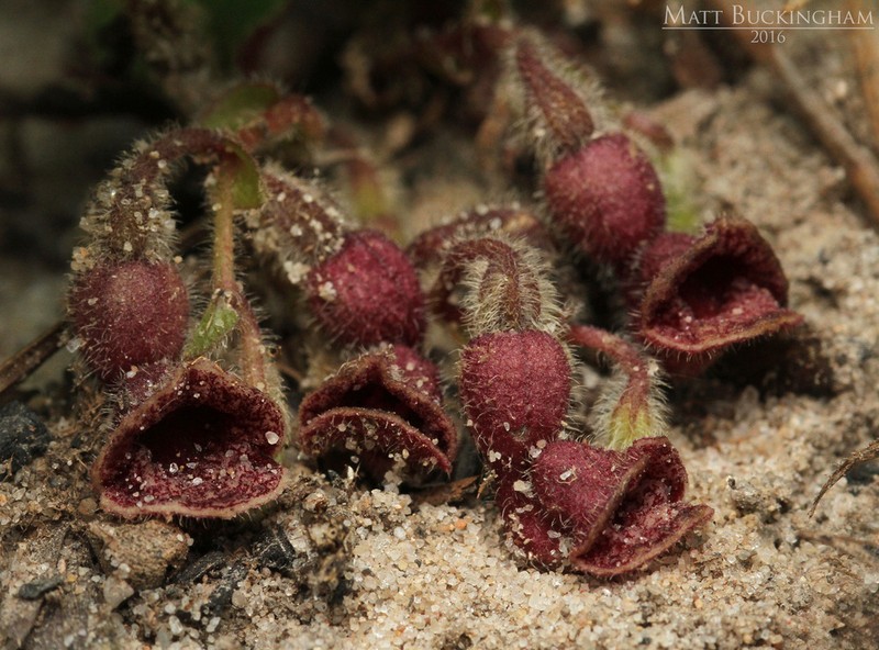 Texas Dutchman's Pipe photo 2