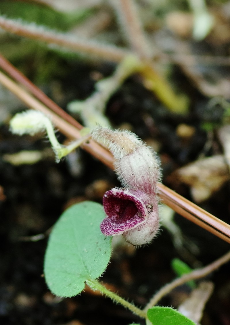 Texas Dutchman's Pipe photo 3