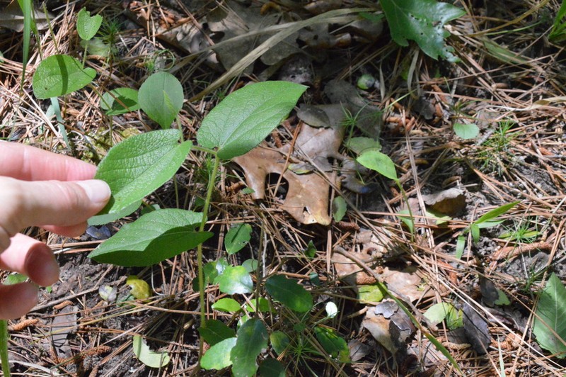 Texas Dutchman's Pipe photo 4