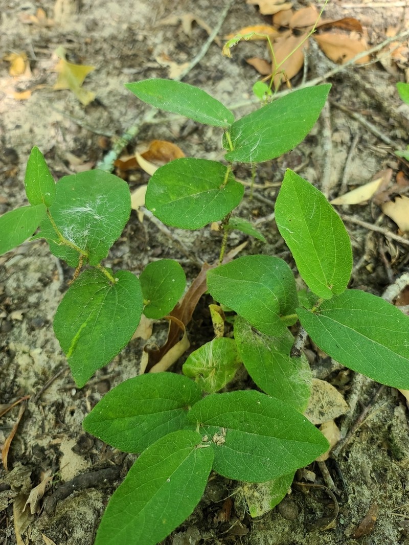 Texas Dutchman's Pipe photo 5