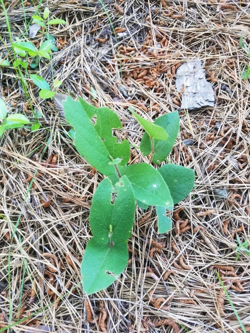 Texas Dutchman's Pipe photo 7