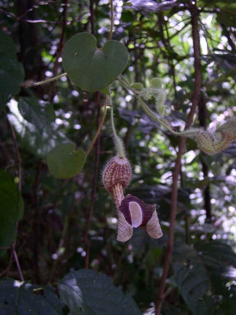 Aristolochia ridicula
