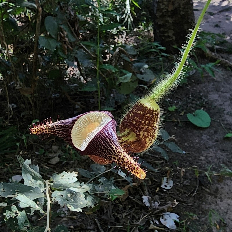 Aristolochia ridicula photo 2