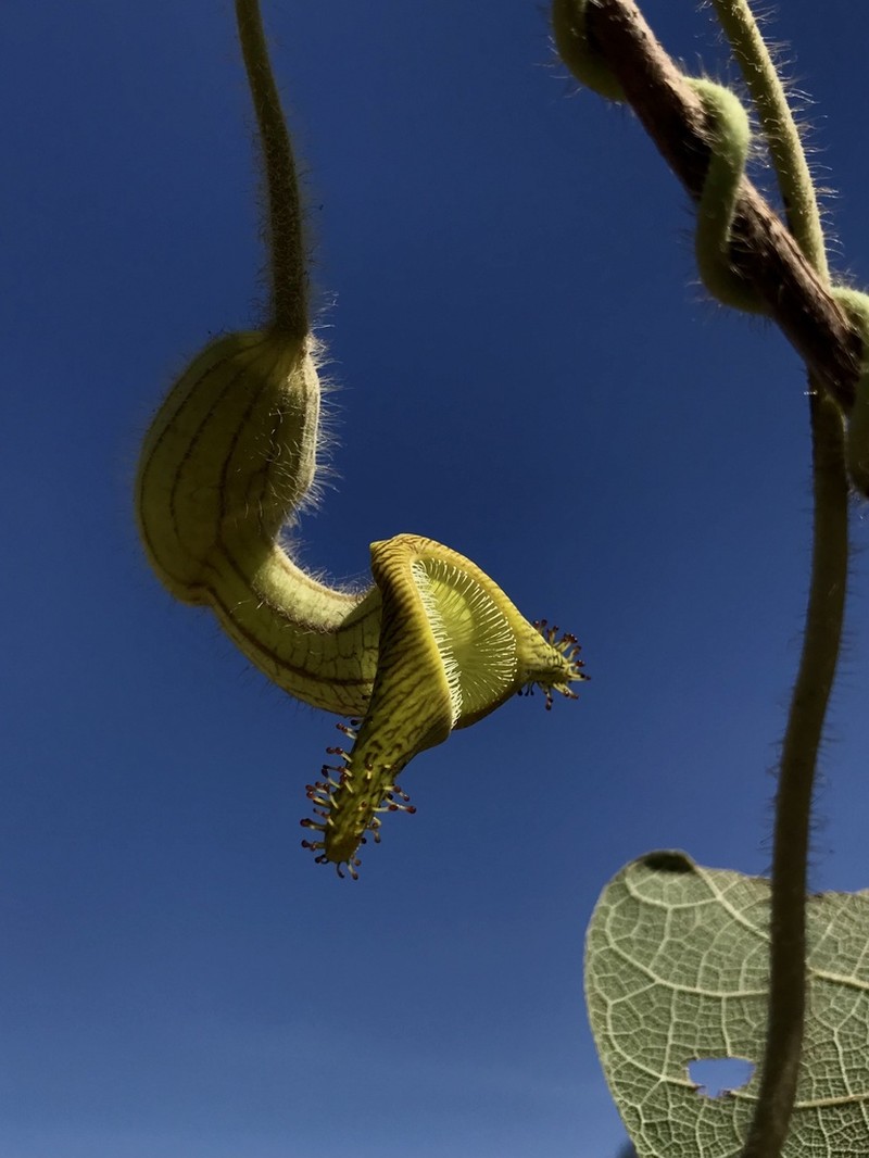 Aristolochia ridicula photo 3