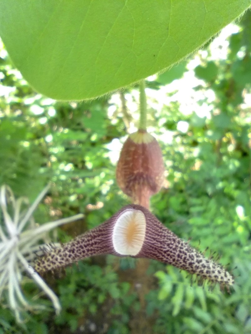 Aristolochia ridicula photo 6