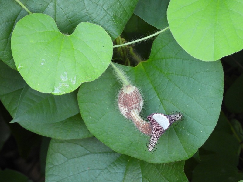 Aristolochia ridicula photo 7