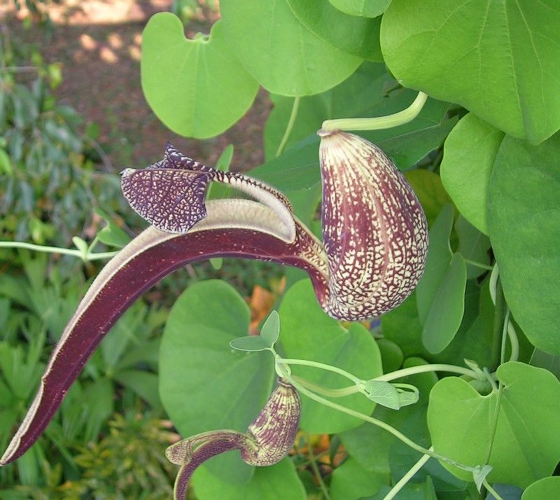 Gaping Dutchman's Pipe