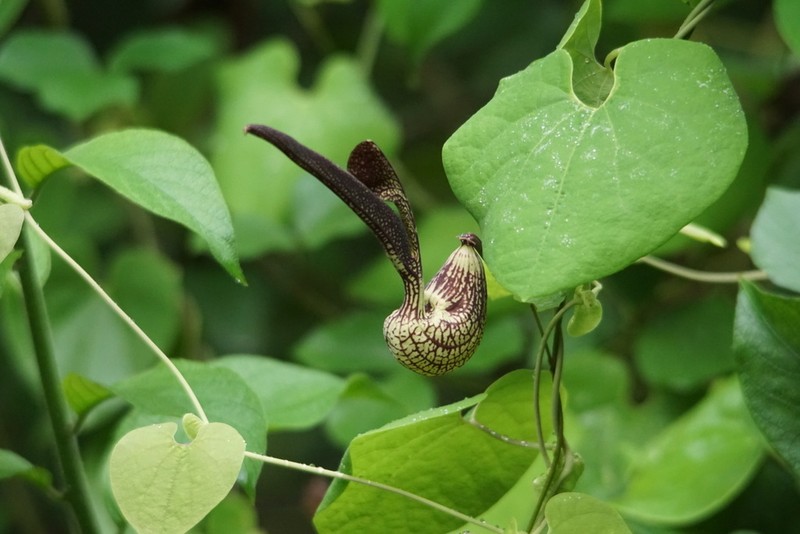 Gaping Dutchman's Pipe photo 3