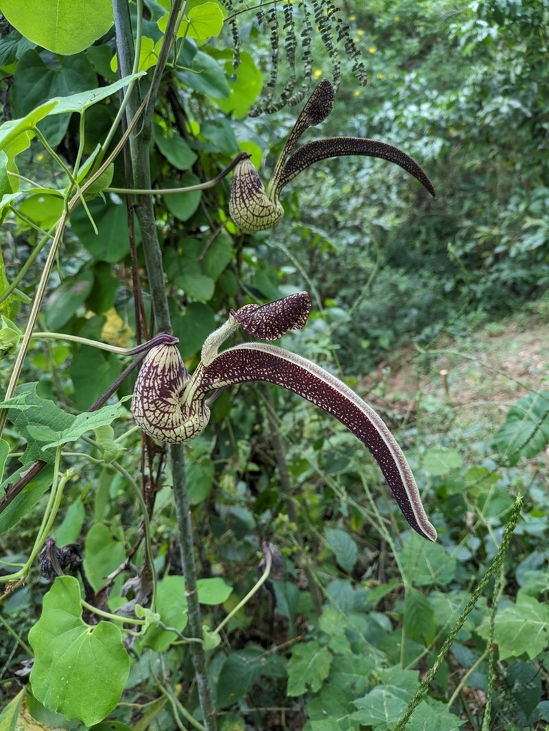 Gaping Dutchman's Pipe photo 4
