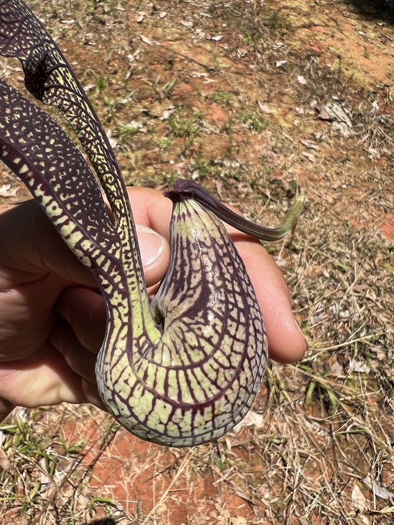 Gaping Dutchman's Pipe photo 5