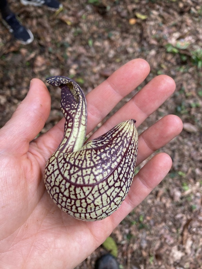 Gaping Dutchman's Pipe photo 6