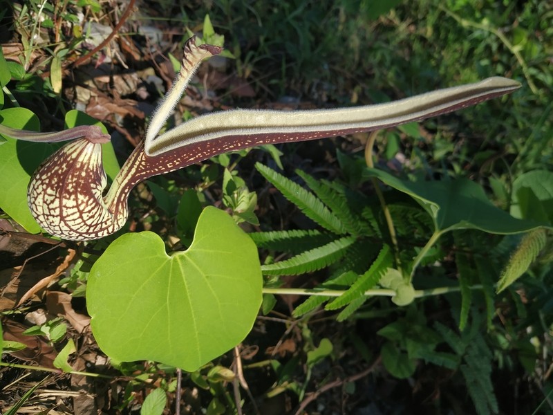 Gaping Dutchman's Pipe photo 7