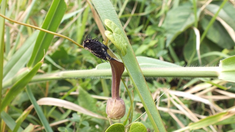 Aristolochia robertii
