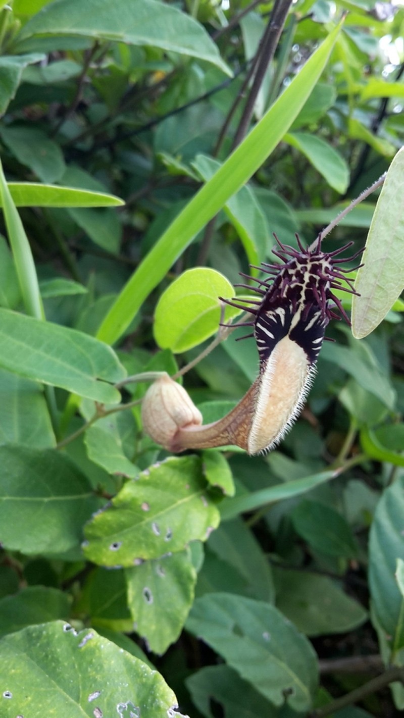Aristolochia robertii photo 2