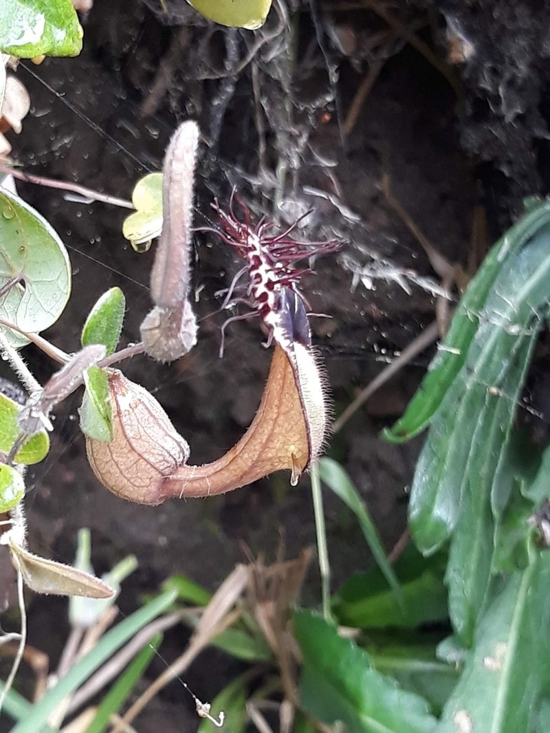Aristolochia robertii photo 4