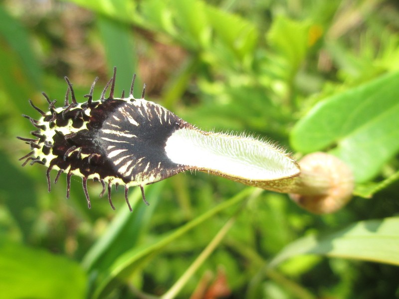 Aristolochia robertii photo 5