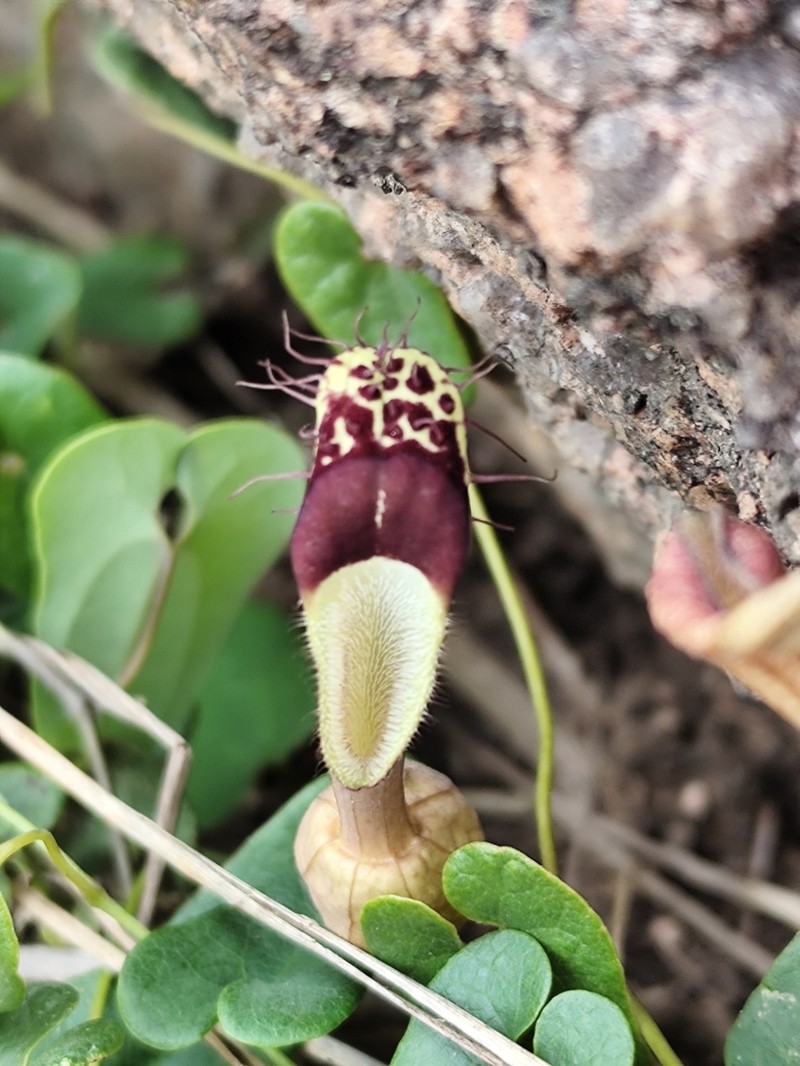 Aristolochia robertii photo 6