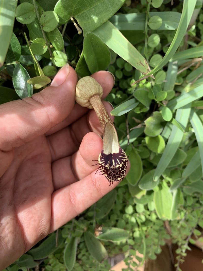 Aristolochia robertii photo 7