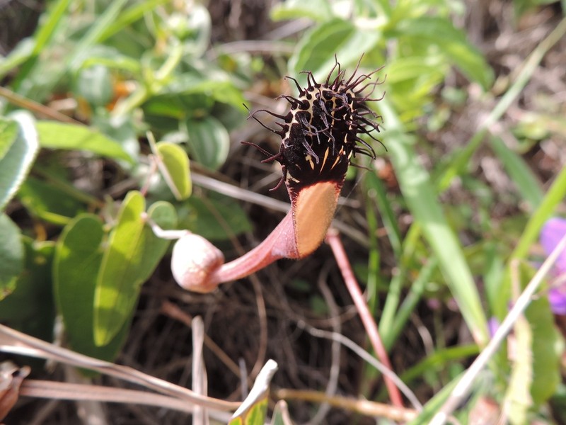 Aristolochia robertii photo 8