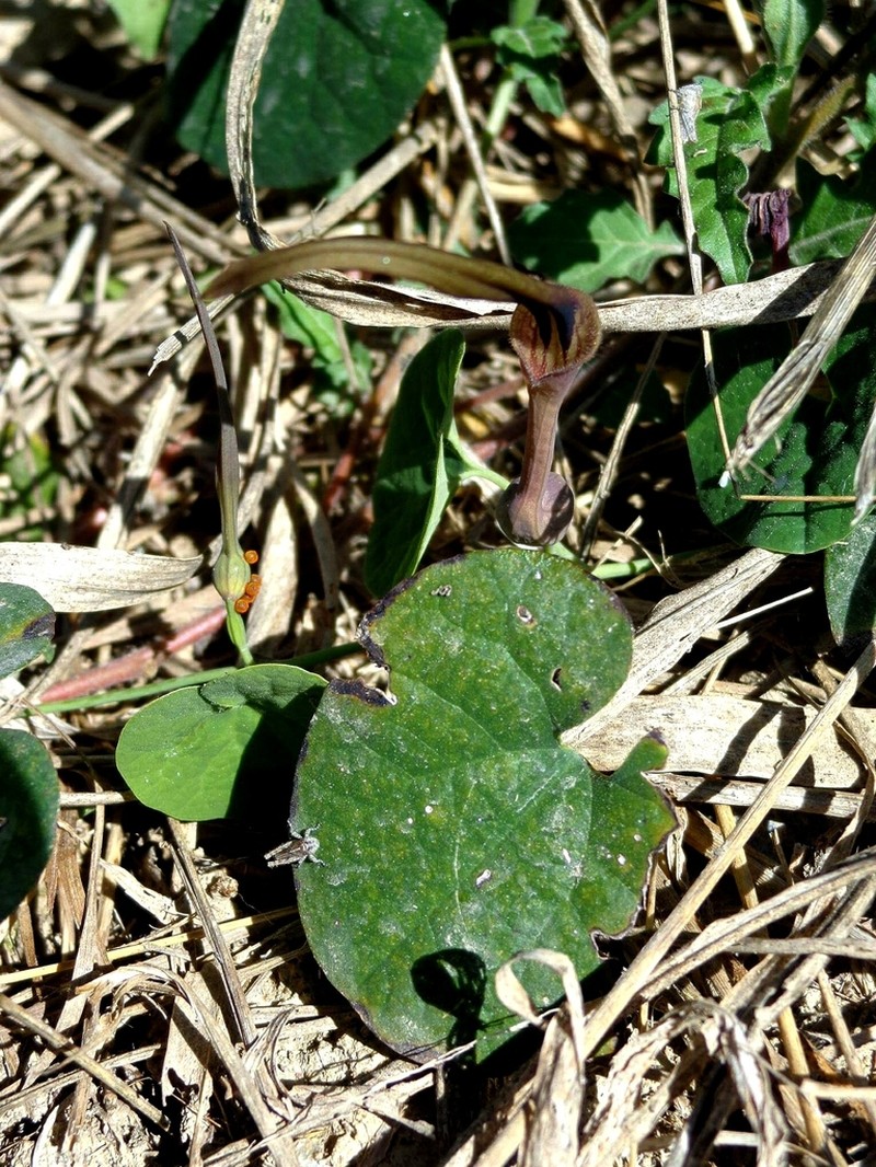 Aristolochia rostrata
