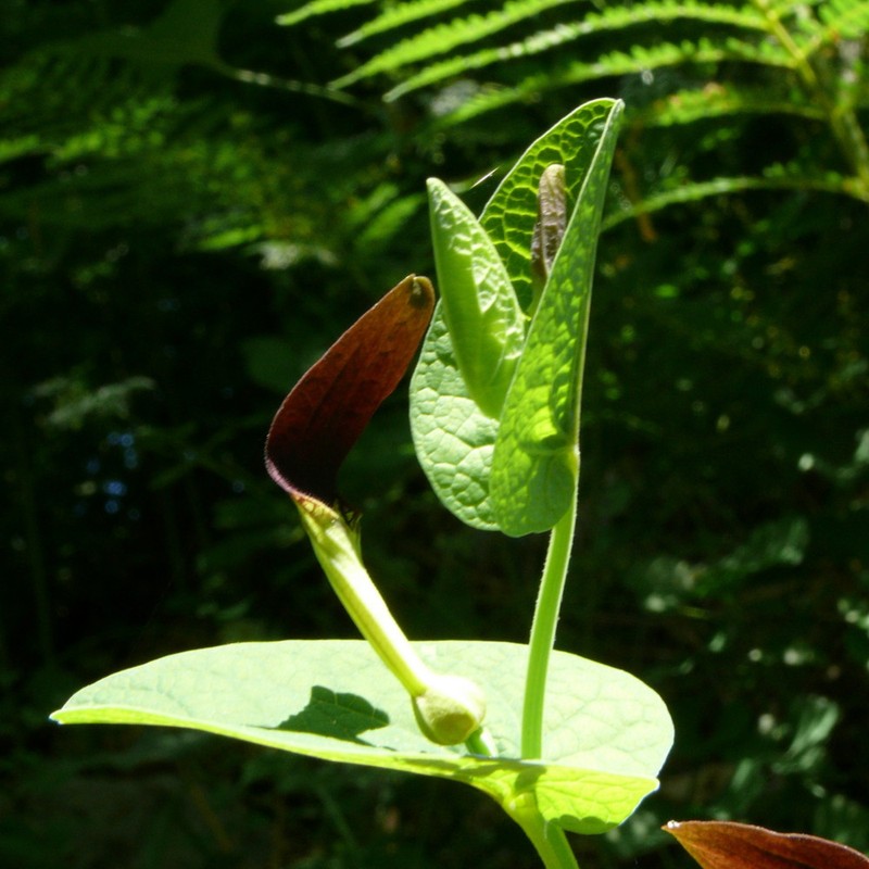 Aristolochia rotunda