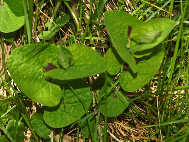 Aristolochia rotunda photo 2