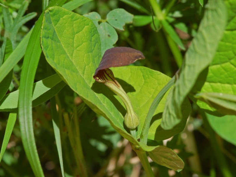 Aristolochia rotunda photo 3