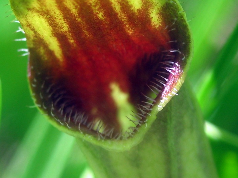 Aristolochia rotunda photo 4