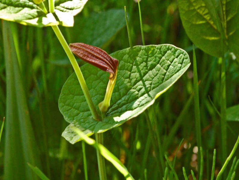 Aristolochia rotunda photo 5