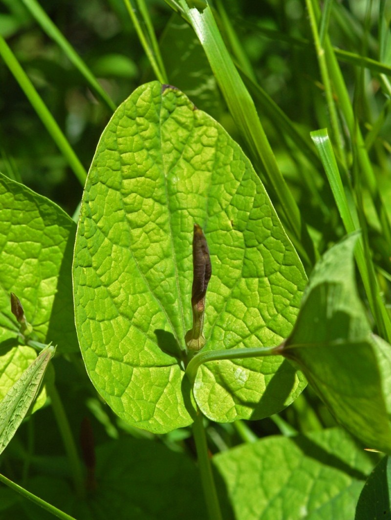 Aristolochia rotunda photo 6