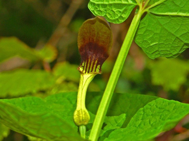 Aristolochia rotunda photo 7