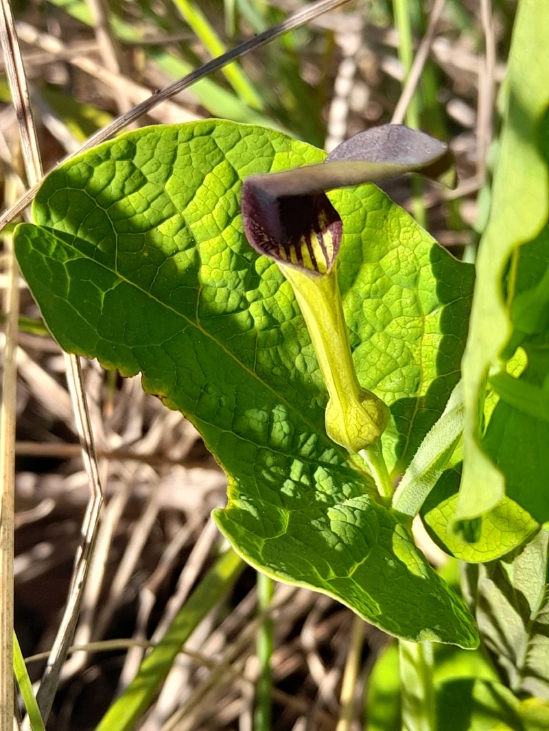 Aristolochia rotunda subsp. rotunda
