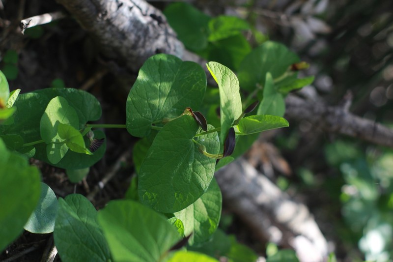 Aristolochia rotunda subsp. rotunda photo 2