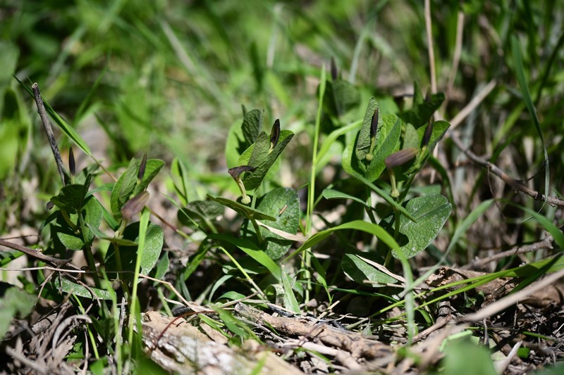 Aristolochia rotunda subsp. rotunda photo 3