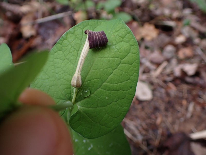 Aristolochia rotunda subsp. rotunda photo 4